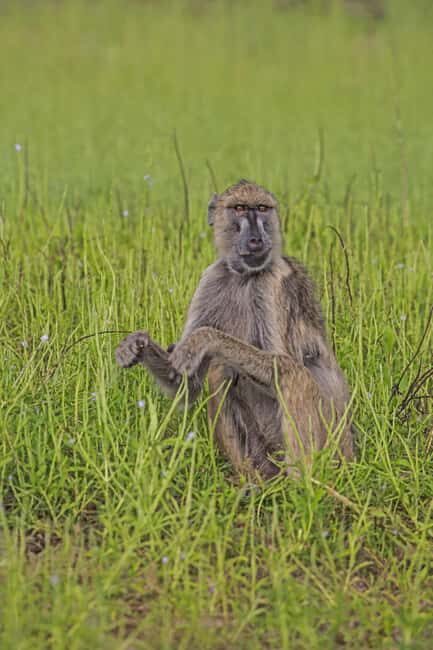 Arusha: Ruaha and Mikumi National Parks 5-Day Safari - The Itinerary in Detail