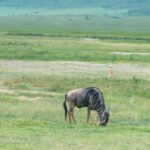 ARUSHA: SAFARI NGORONGORO DAY TRIP - Whats Included and Whats Not