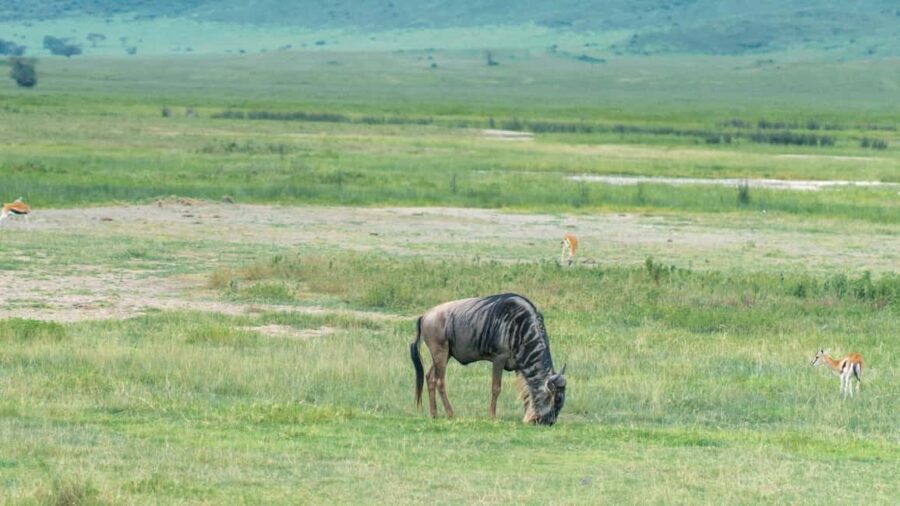 ARUSHA: SAFARI NGORONGORO DAY TRIP - Whats Included and Whats Not
