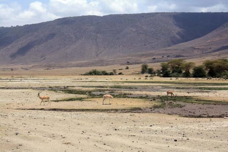 Arusha: Serengeti and Ngorongoro Multi-Day Camping Safari - FAQ