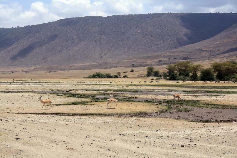 Arusha: Serengeti and Ngorongoro Multi-Day Camping Safari - FAQ