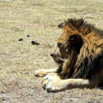 Arusha: Serengeti and Ngorongoro Multi-Day Camping Safari - FAQs