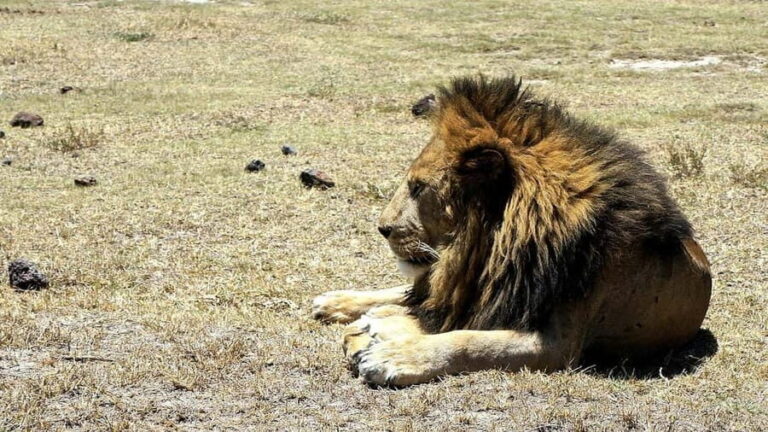 Arusha: Serengeti and Ngorongoro Multi-Day Camping Safari - FAQs