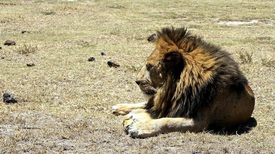 Arusha: Serengeti and Ngorongoro Multi-Day Camping Safari - FAQs