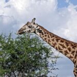 Arusha: Serval Wildlife Sanctuary Day Trip with Lunch - The Value of the Experience