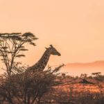Arusha: Tarangire & Lake Manyara National Parks 2-Day Safari - What’s Included and What to Expect