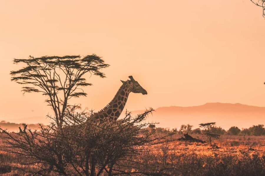 Arusha: Tarangire & Lake Manyara National Parks 2-Day Safari - What’s Included and What to Expect