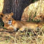 Arusha: Tarangire National Park Day Tour with Lunch - Considerations and Practical Tips