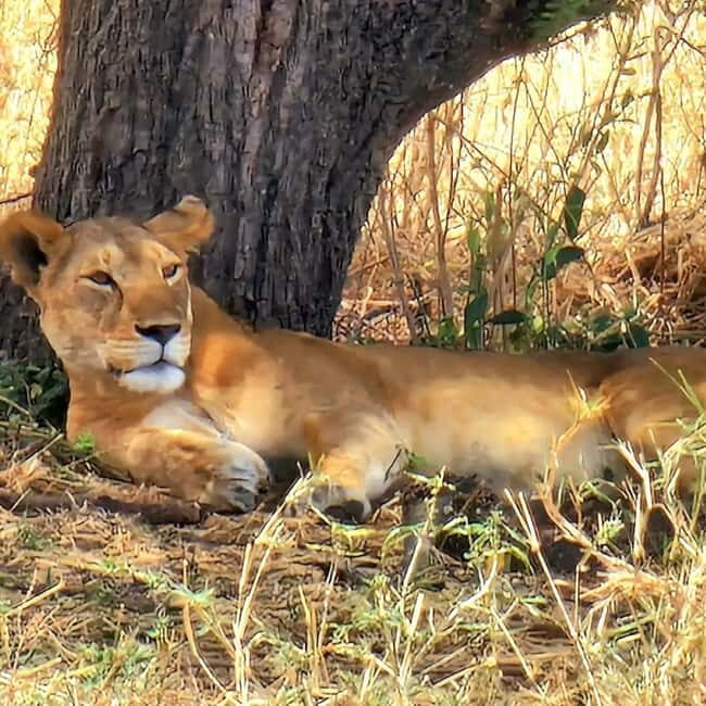 Arusha: Tarangire National Park Day Tour with Lunch - Considerations and Practical Tips