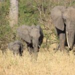 Arusha: Tarangire National Park Day Trip - What Makes This Tour Stand Out?