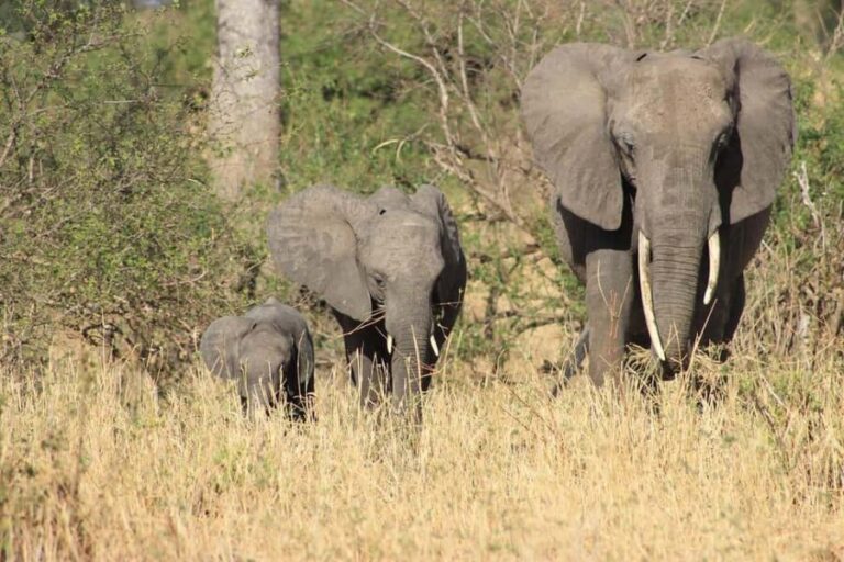 Arusha: Tarangire National Park Day Trip - What Makes This Tour Stand Out?