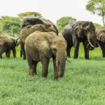 Arusha: Tarangire National Park Day Trip from Arusha - What to Expect on Your Tarangire Day Trip