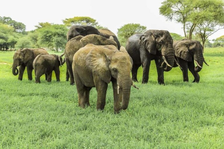 Arusha: Tarangire National Park Day Trip from Arusha - What to Expect on Your Tarangire Day Trip