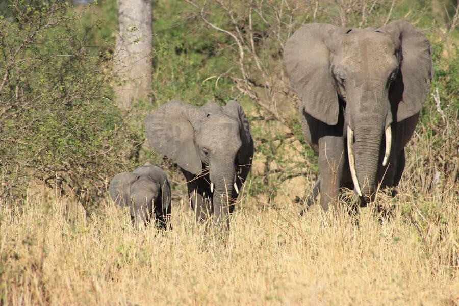 Arusha: Tarangire National Park Day Trip - What Makes This Tour Stand Out?