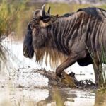 Arusha: Tarangire National Park Tour - What’s Included & What to Keep in Mind