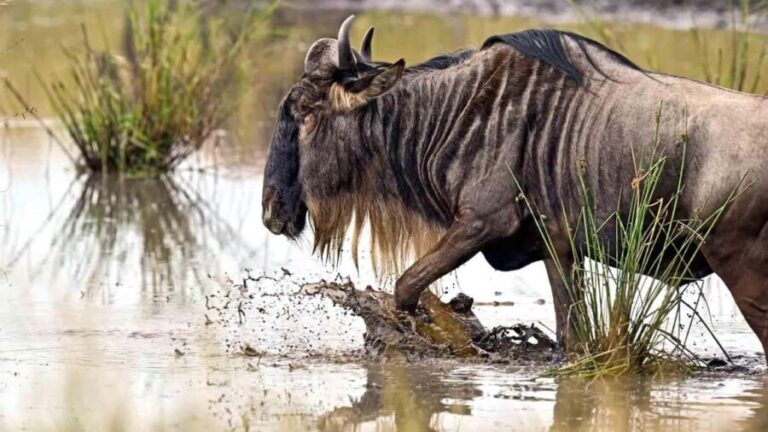 Arusha: Tarangire National Park Tour - What’s Included & What to Keep in Mind