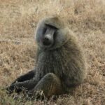 Arusha: Tarangire, Serengeti & Crater 4-Day Luxury Safari - Starting Point: Arriving in Arusha