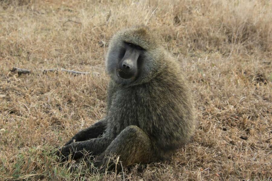 Arusha: Tarangire, Serengeti & Crater 4-Day Luxury Safari - Starting Point: Arriving in Arusha