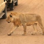 Arusha:4-Days Safari to Lake Manyara, Serengeti & Ngorongoro - Who This Tour Is Best For