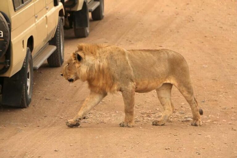 Arusha:4-Days Safari to Lake Manyara, Serengeti & Ngorongoro - Who This Tour Is Best For