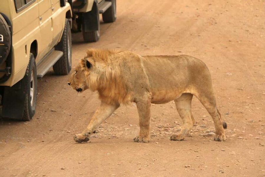 Arusha:4-Days Safari to Lake Manyara, Serengeti & Ngorongoro - Who This Tour Is Best For