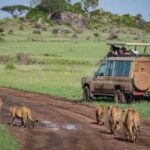 Arusha;Group Tour (The World Heritage Site)Ngorongoro Crater - Transportation and Group Size: What to Expect