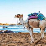Aswan: Day Trip to Nubian Village with Camel Tour - Practical Aspects & Tips