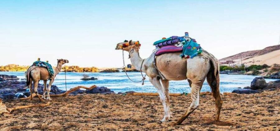 Aswan: Day Trip to Nubian Village with Camel Tour - Practical Aspects & Tips
