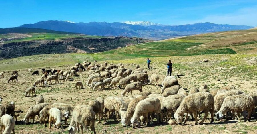 Atlas Mountains: Berber Villages, Waterfalls & Camel Ride - A Detailed Breakdown of the Tour Itinerary