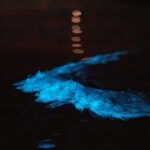 Auckland: Bioluminescence Kayak Tour - The Itinerary: What to Expect