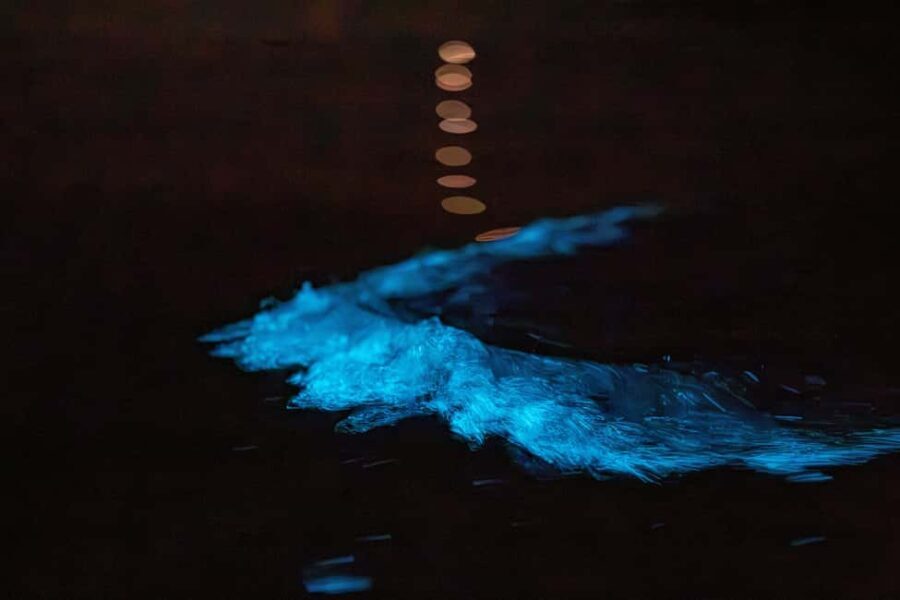Auckland: Bioluminescence Kayak Tour - The Itinerary: What to Expect