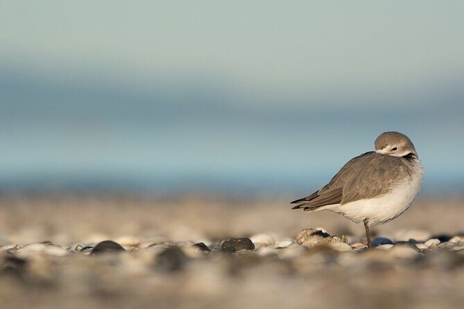 Auckland Birdwatching and Hiking Private Tour - The Itinerary in Detail