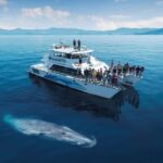 Auckland Dolphin and Whale Watching Eco-Safari Cruise - What Makes This Tour Stand Out?