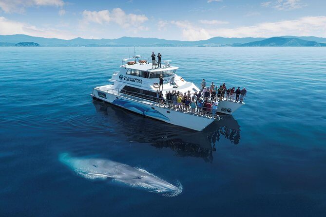 Auckland Dolphin and Whale Watching Eco-Safari Cruise - What Makes This Tour Stand Out?