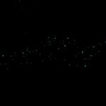 Auckland Glowworm Tour - A Unique Nighttime Encounter in Auckland