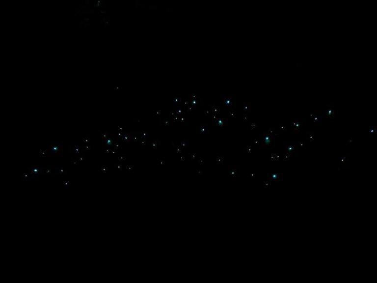 Auckland Glowworm Tour - A Unique Nighttime Encounter in Auckland