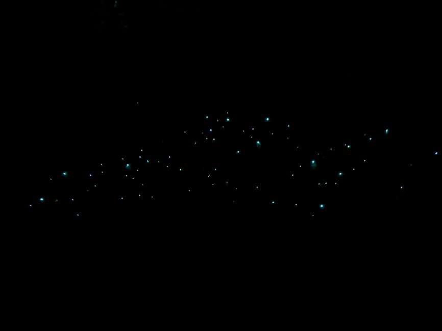 Auckland Glowworm Tour - A Unique Nighttime Encounter in Auckland