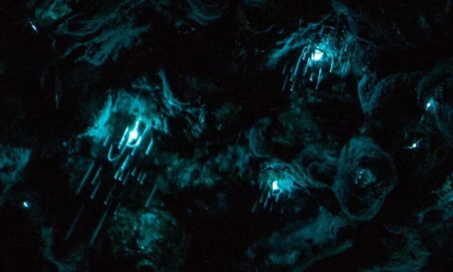 Auckland North Shore Glowworm Tour - The Value of this Tour