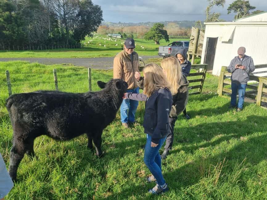 Auckland: Private Farm Tour with Sheep Shearing & Lunch - An In-Depth Look at the Farm Tour