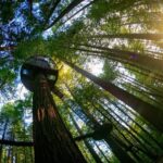 Auckland: Rotorua Highlights inc Te Puia Tour & Redwoods - Starting from Auckland: A Scenic Journey South