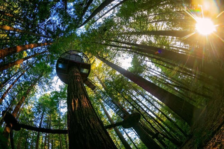 Auckland: Rotorua Highlights inc Te Puia Tour & Redwoods - Starting from Auckland: A Scenic Journey South