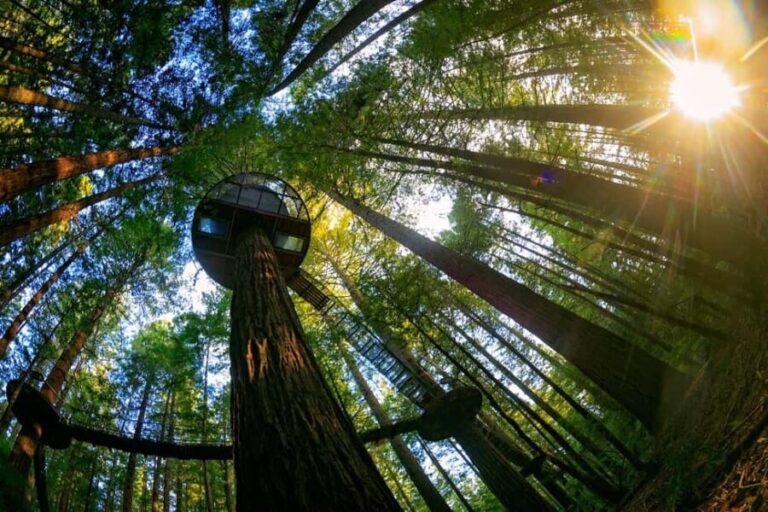Auckland: Rotorua Highlights w Redwoods Treewalk & Hot Tubs - The Quirky Charm of Tirau: Corrugated Iron Capital