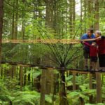 Auckland: Rotorua Highlights with Redwoods Treewalk & Spa - What We Love About This Tour