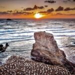 Auckland Thermal Pool and Muriwai Beach Sunset Day tour - Detailed Breakdown of the Experience
