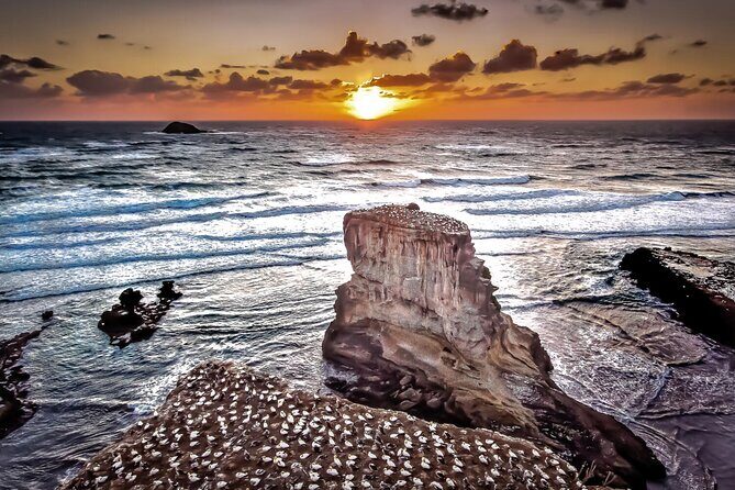 Auckland Thermal Pool and Muriwai Beach Sunset Day tour - Detailed Breakdown of the Experience
