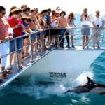 Auckland: Whale and Dolphin Watching Half-Day Eco Cruise - An In-Depth Look at the Experience