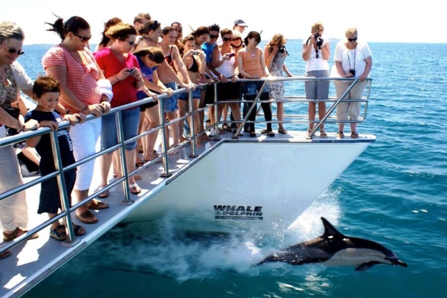 Auckland: Whale and Dolphin Watching Half-Day Eco Cruise - An In-Depth Look at the Experience