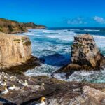 Auckland's Wild West Coast & Black Sand Beaches Tour inc Lunch - Analyzing the Value