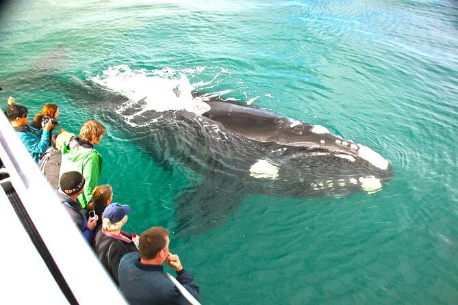 Augusta Whale Watching Eco Tour - The Value of the Augusta Whale Watching Eco Tour