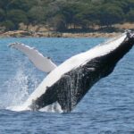 Augusta: Whale Watching Tour - Is This Tour Worth the Price?